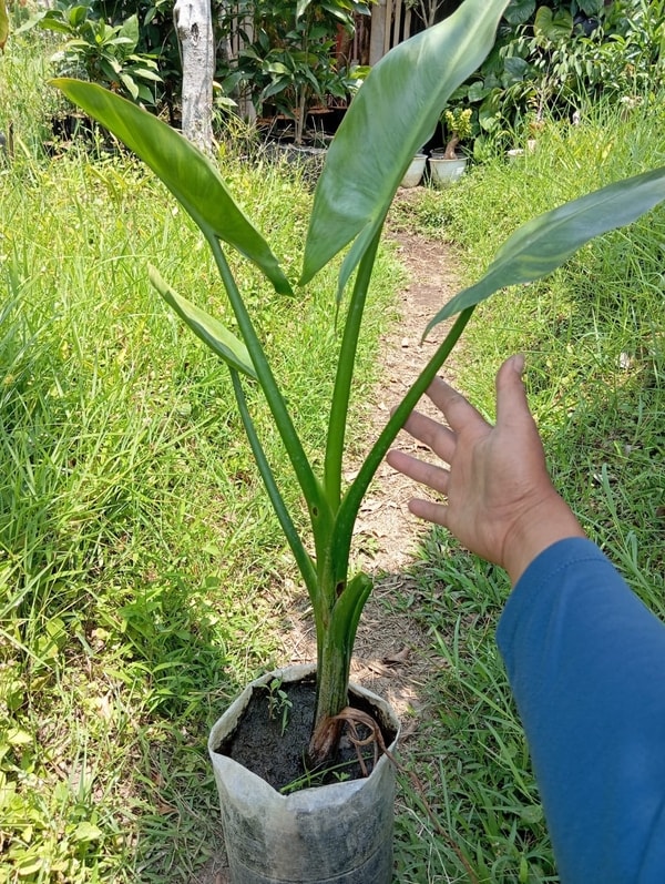 Tanaman Pisang Amazon Madagascar (Typhonodorum) dengan daun hijau lebar, tinggi 1 meter