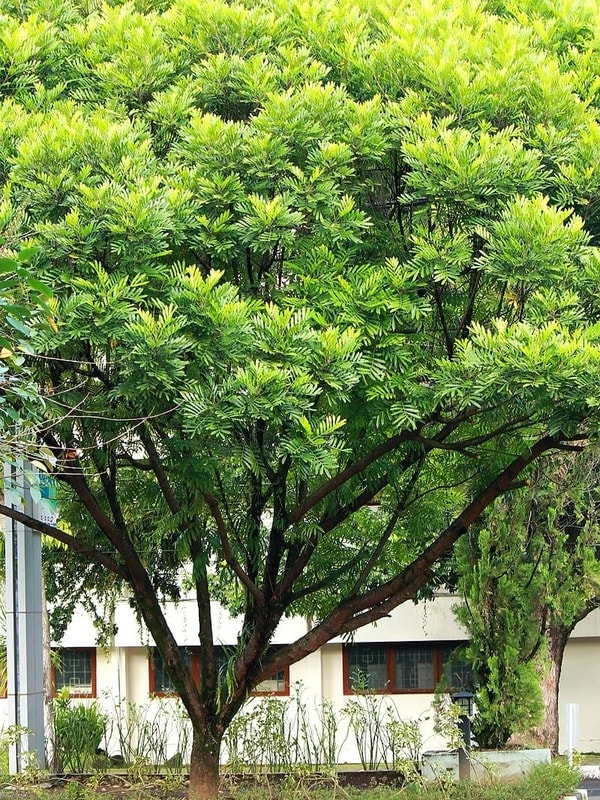 Pohon Kerai Payung (Filicium decipiens) dengan daun hijau lebat dan kanopi rapi.