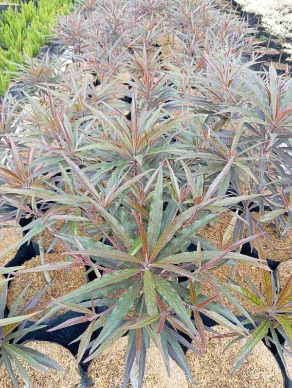 Pohon Ketapang Kencana Merah dengan daun merah hingga ungu di halaman.