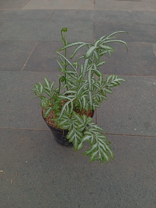 Pakis Salju (Pteris) dengan daun hijau bercorak putih, menyerupai salju.