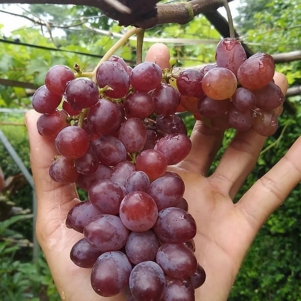 Buah anggur Ninel yang matang dengan warna merah keunguan