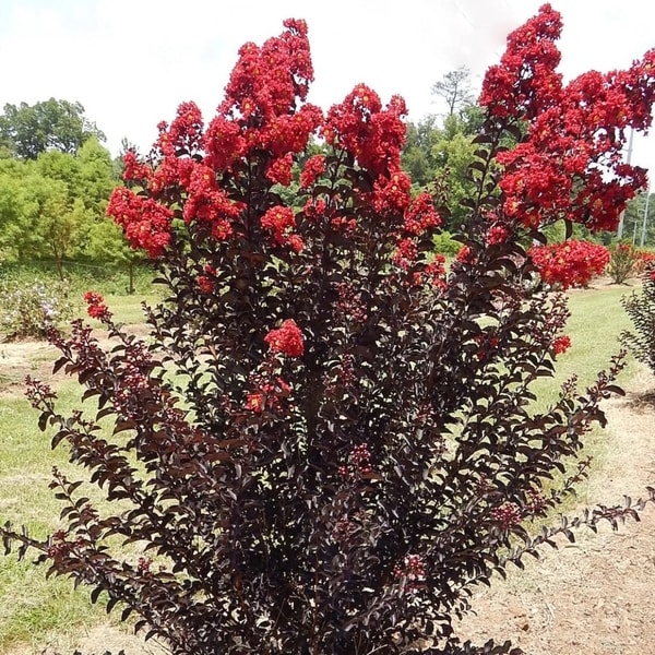 Tanaman Sakura Merah Black Diamond dengan bunga merah menyala dan daun gelap.