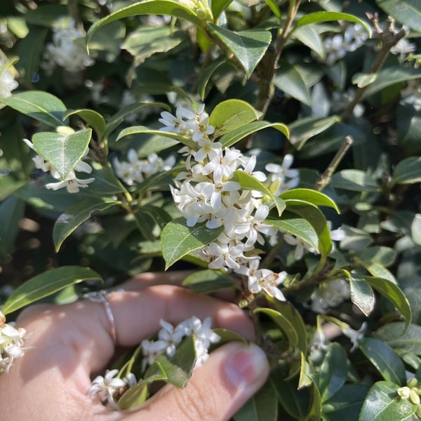 Tanaman Sweet Osmanthus tinggi 100 cm dengan bunga putih harum di pot