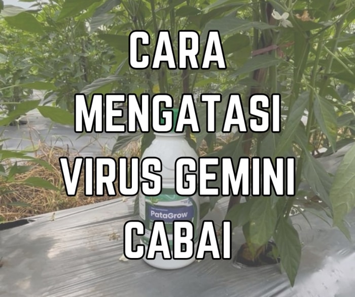 Cara mengatasi virus gemini cabai