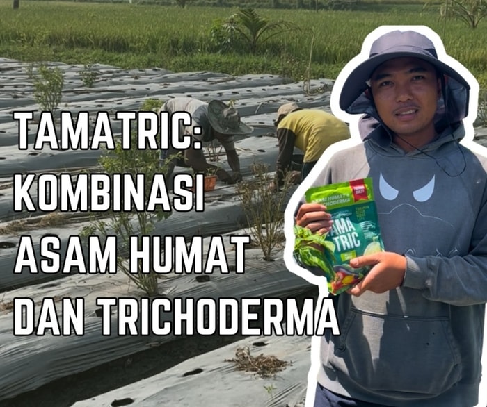 TAMATRIC: Kombinasi Asam Humat dan Trichoderma untuk Cabai Lebih Tahan Penyakit
