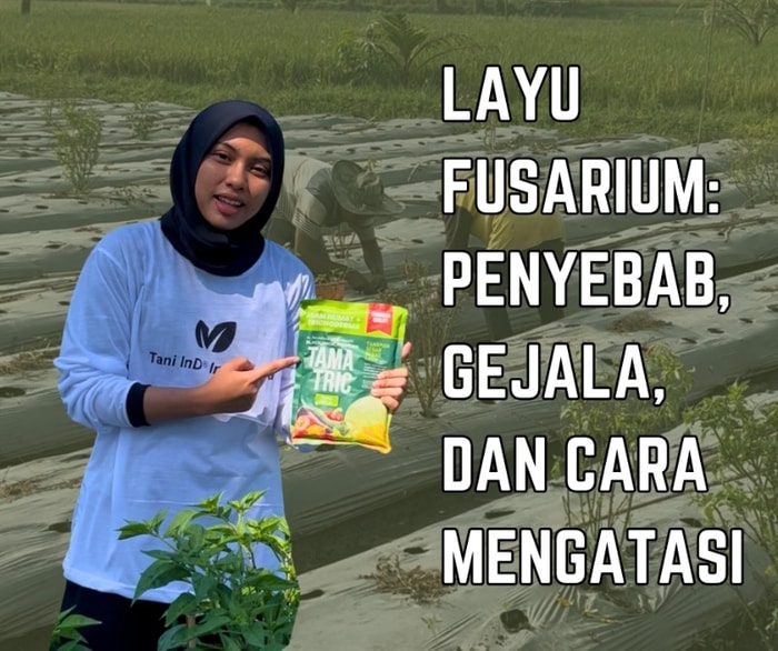 Layu Fusarium: Penyebab, Gejala, dan Cara Mengatasinya Secara Tepat