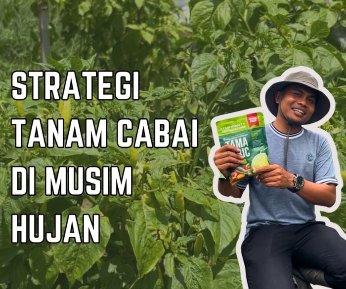 Strategi Tanam Cabai di Musim Hujan Agar Tetap Aman dan Produktif