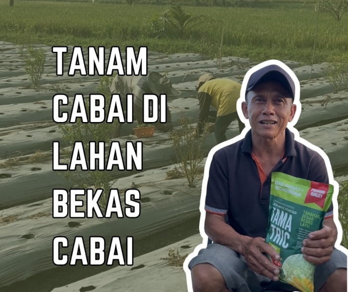 Tanam Cabai di Lahan Bekas Cabai: Bisa Panen atau Malah Buntung?