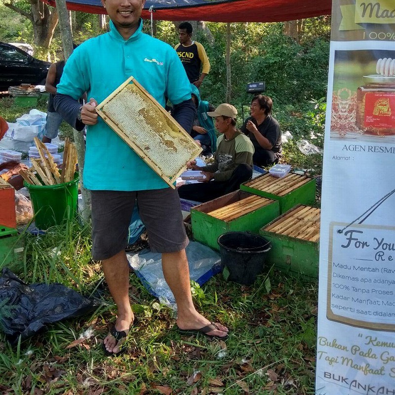 Apis Mellifera, Lebah Madu Paling Produktif dan Banyak Dibudidaya