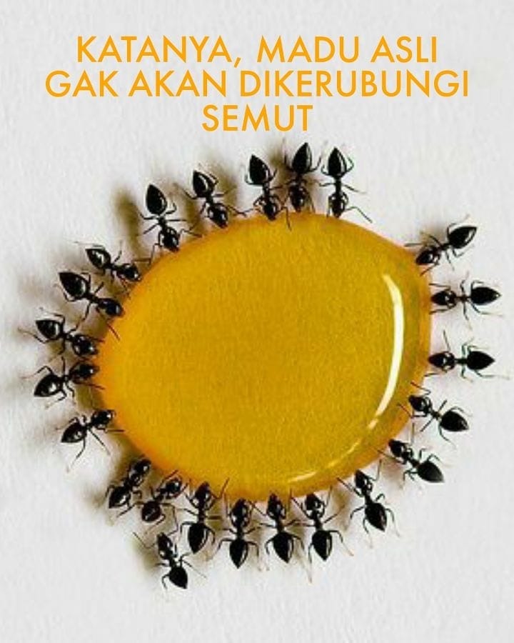Madu Asli Tidak Dikerumuni Semut, Mitos atau Fakta?